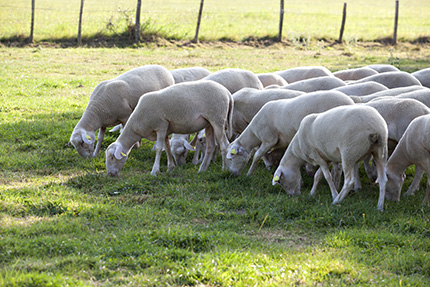 Blanche du Massif Central breed