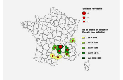 Schéma de sélection de la race Bizet