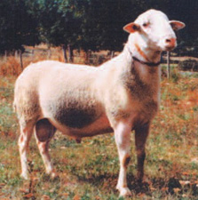 Bélier adulte Blanche du Massif Central