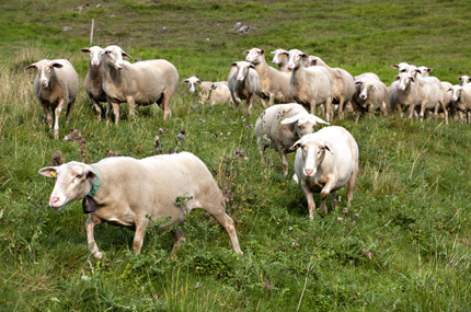 Brebis de race Blanche du Massif Central