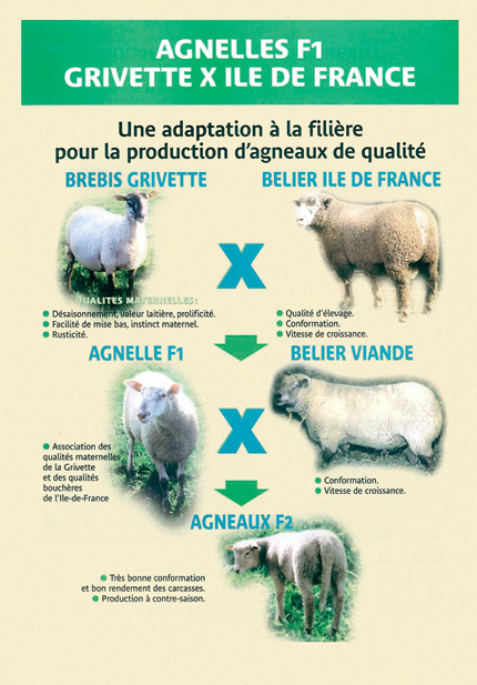 Adaptation Grivette à la filière Adaptation Grivette à la filière