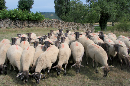 Brebis de race Grivette Brebis de race Grivette