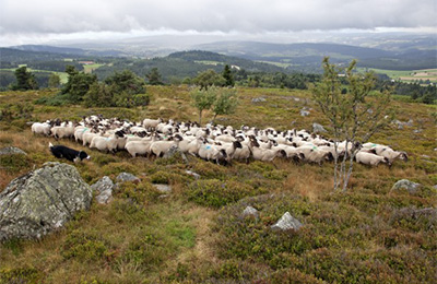 Brebis de race Grivette