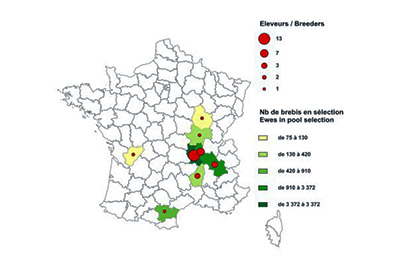 Schéma de sélection de la race Grivette