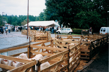 Concours de race à Meymac