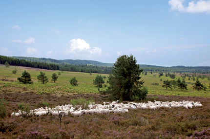 Troupeau de Limousin paturant une lande