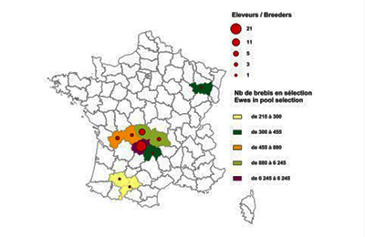 Schéma de sélection de la race Limousine