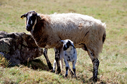 Brebis de race Rava et son agneau