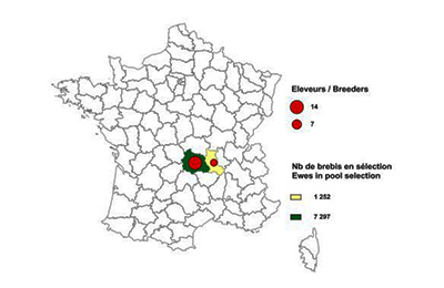 Schéma de sélection de la race Rava