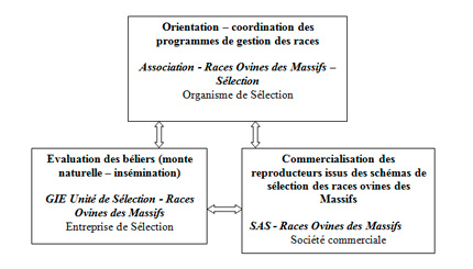 L'organisation collective