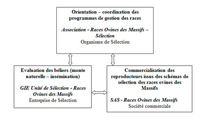 L'organisation collective L'organisation collective